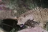 Progress in recovering endangered species shown by discovery of new jaguar in Arizona