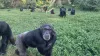 Chimpanzees surprise scientists with rational thinking