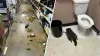 Raccoon found unconscious on Virginia liquor store bathroom floor following wild drinking spree