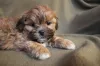 Shih-Poo Puppy's Feud with Vacuum Hits Home for Everyone