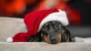 Teenager's Magical Christmas Surprise: New Dachshund Pup
