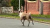 Buddy the escaped reindeer triggers large-scale search at the seaside