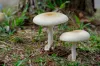 7 Individuals Sent to Hospital After Ingesting Potentially Fatal Poisonous Mushrooms