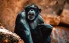 What do you hear when a chimp screams?