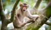 Clues from Monkeys Point to a Mysterious Evolutionary Musical Connection