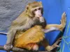 Monkey from Mississippi highway crash finds permanent home at New Jersey refuge
