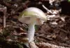 Warning Issued to California Mushroom Hunters about Deadly Poisoning Outbreak