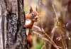 The role of 'citizen scientists' in bringing back red squirrels to Aberdeen
